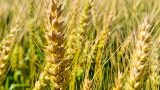 Trigo já tem 3% da área cultivada colhida no Estado