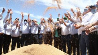 Com área maior e preços mais atrativos para o produtor, colheita de trigo é aberta no Rio Grande do Sul