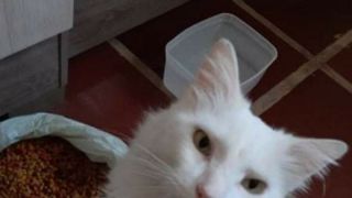 ATENÇÃO: Gato está desaparecido em Dom Feliciano