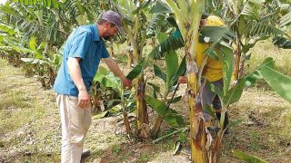 Produtor aposta no cultivo de bananas em Sentinela do Sul