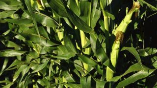 Plantio do milho no Estado chega a cerca de 80% da área estimada