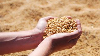Puxadas pela soja, exportações do agronegócio sobem 59,5% no terceiro trimestre de 2021 no RS