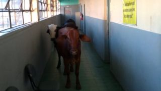 Bois invadem prédio de escola em São Leopoldo