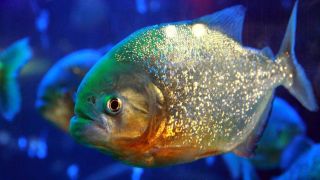 Piranhas na Lagoa dos Patos será tema de Audiência Pública na Assembleia Legislativa