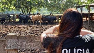 Número de abigeatos no Rio Grande do Sul é o menor da série histórica