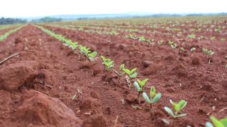 Plantio de soja já atingiu quase 30% do esperado no Estado