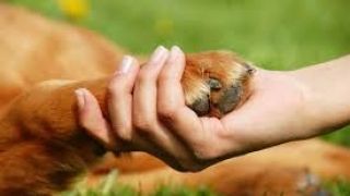 Voluntários do grupo Patas e Mãos Dadas  buscam formalizar associação de proteção aos animais de rua