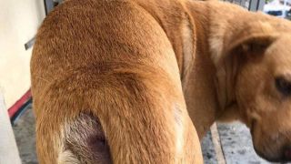 Cachorro é vítima de abuso sexual em Dom Feliciano