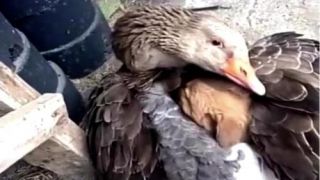 Cachorrinho abandonado estava congelando, até que ganso decide aquecê-lo com suas asas