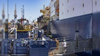 Rio Grande do Sul embarcou mais de 11 mil terneiros para o Egito
