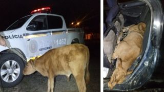 Brigada Militar recupera animal bovino furtado no 3° Distrito de Canguçu