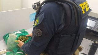 Doze argentinos que entraram ilegalmente no Brasil transportando folhas de coca são presos no RS