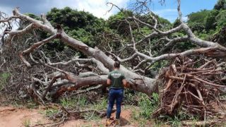 Sem verba, Brasil ficará sem dados sobre o desmatamento no Cerrado a partir de abril
