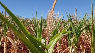 Cultura do milho segue afetada pelo déficit hídrico no Rio Grande do Sul