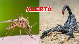Prefeitura de Sertão Santana faz alerta sobre os perigos do Aedes Aegypti e do Escorpião