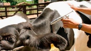 Secretaria de Agricultura de Mariana Pimentel destaca a Importância da Vacinação contra a RAIVA