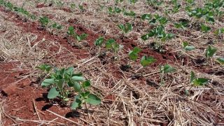 Produção de soja no Rio Grande do Sul pode ter prejuízo de 14 bilhões de reais pela seca