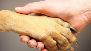 "Patas e mãos dadas" grupo de voluntários,busca formalizar associação de proteção aos animais de rua
