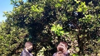 Estado apresenta primeiro registro de mosca-negra-dos-citros