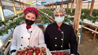 Família substitui produção tabaco por cultivo de morangos em Cristal