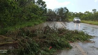 Atenção: Árvore caída na ERS-350 dificulta passagem dos carros em Chuvisca