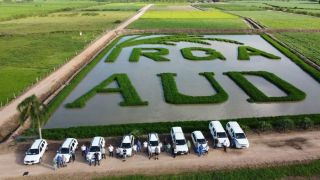 ‘Obra de arte’ em talhão de arroz divulga dia de campo em Camaquã