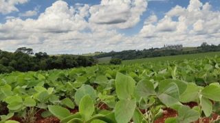Pela primeira vez, vazio sanitário da soja é definido no Rio Grande do Sul