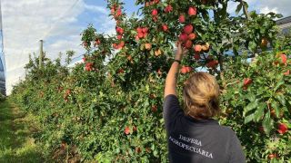 Pomares de maçã para exportação à Colômbia são inspecionados no Rio Grande do Sul