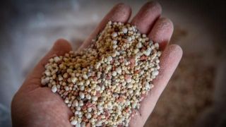 Conflito entre Rússia e Ucrânia deve elevar preço de fertilizantes em 22/23