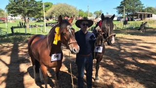 Cavalos Crioulos estreiam na Expoagro Afubra 2022