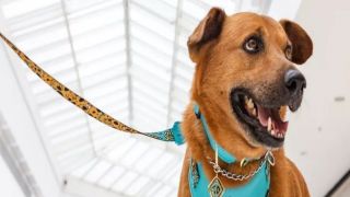 Cachorro é adotado por shopping, vira atração e ganha até crachá em Porto Alegre