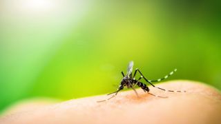 Secretaria da Saúde emite alerta a respeito da dengue