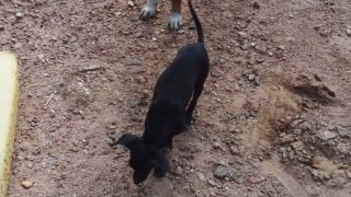 PROCURA-SE: Cachorrinha está desaparecida em Dom Feliciano