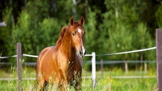 Após instalação dos chips, o trânsito de equinos será livre em todo Estado