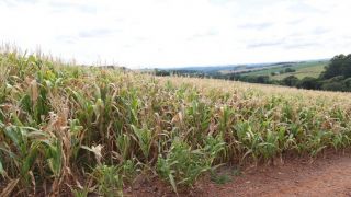 Governo regulamenta desconto de 35,2% nos financiamentos para produtores rurais atingidos pela seca