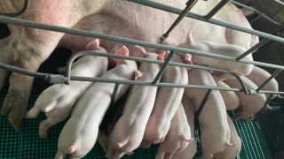 Crise faz com que suinocultores independentes abandonem a atividade