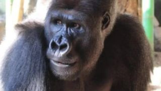EUA: Zoológico resolve adotar medidas após gorila ficar ‘viciado’ em celular