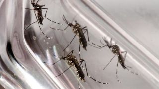 Governo do RS anuncia alerta máximo contra a dengue; casos confirmados são 10,5 mil
