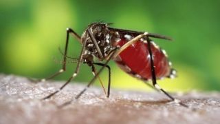 Santa Cruz do Sul chega a 212 casos de dengue no ano
