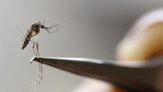 Com novo caso, Rio Grande do Sul chega a 13 óbitos por dengue no ano