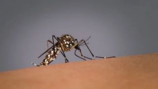 Novos focos de Aedes aegypti são registrados em Camaquã