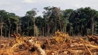 Amazônia tem desmatamento recorde em abril, com mais 1.000 km² derrubados