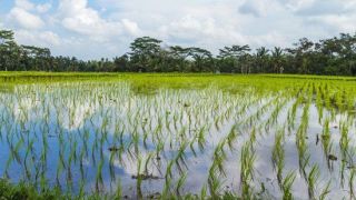 Fazendeiro que plantou arroz em área de preservação permanente no RS terá que pagar multa de R$ 3,5 milhões