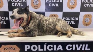 Agente canino Koda se aposenta da Polícia Civil do RS