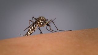 Mais uma morte por dengue é registrada no RS e total chega a 35 em 2022