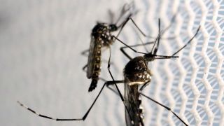 Rio Grande do Sul confirma mais três mortes por dengue e total de óbitos no ano chega a 38