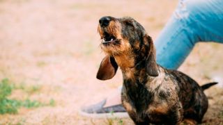 Como fazer seu cachorro parar de latir?