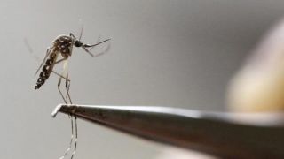 Rio Grande do Sul registra 60 mortes por dengue em 2022