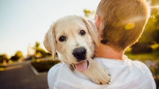 Como animais de estimação estimulam cérebro das crianças