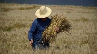 USDA aponta safra de trigo recorde no Brasil